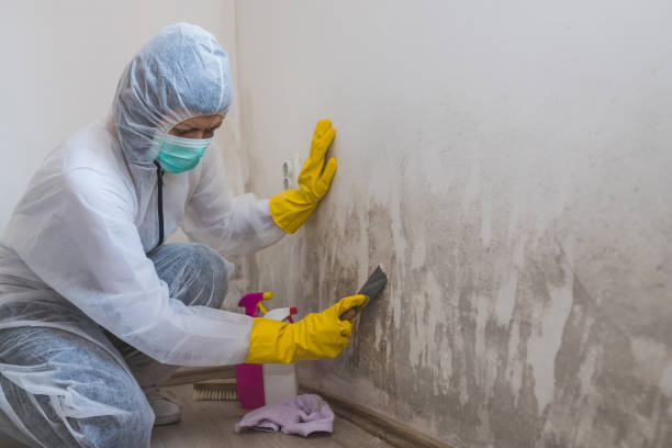 Best Crawl Space Mold Remediation in Granger, TX