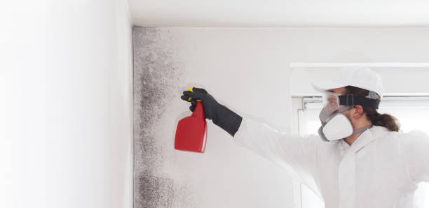 Best Basement Mold Remediation in Granger, TX