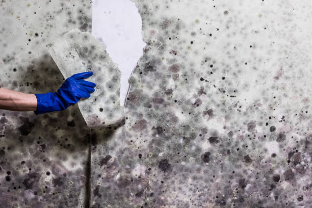 Best Localized Mold Remediation (e.g., coastal areas, humid climates) in Granger, TX